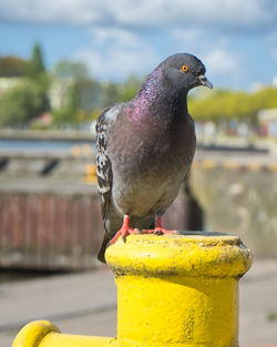 Close-up of pigeon