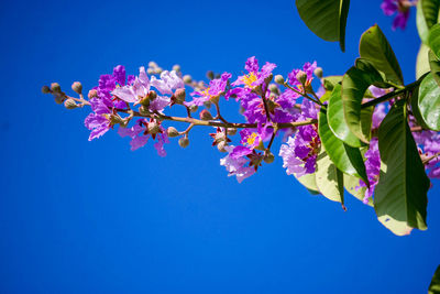 Purple flowers against clear blue sky