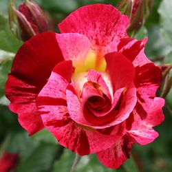 Close-up of red rose blooming outdoors