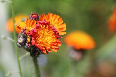 Close-up of insect on orange flower