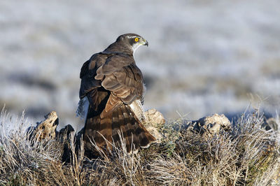 Bird perching on rock