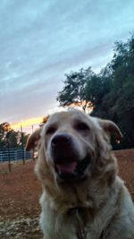 Close-up of dog looking at sunset