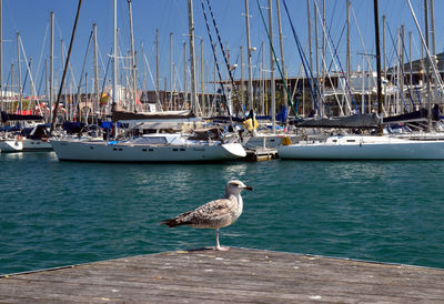 Seagull perching on pier at harbor
