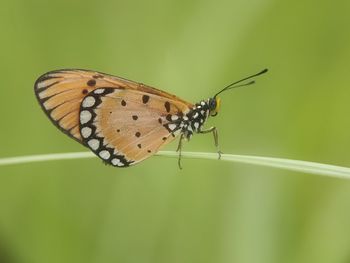 Close-up of butterfly on flower