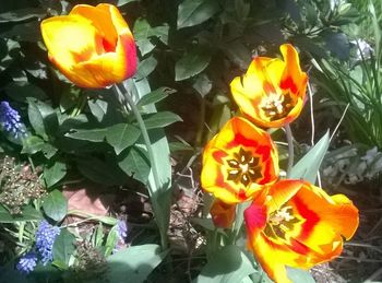 Close-up of flowers blooming outdoors