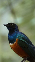 Close-up of bird perching