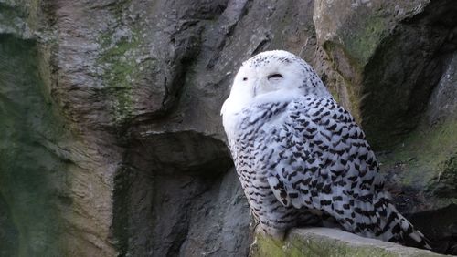 Close-up of owl perching on tree trunk