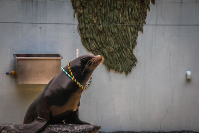 Dog looking away while standing against wall