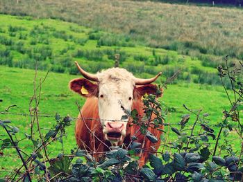 Portrait of cow on field