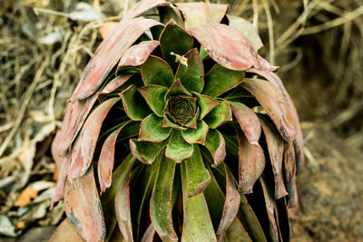 Close-up of wilted plant on field