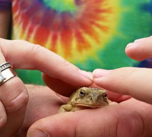 Close-up of person holding frog