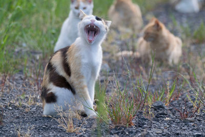 Close-up of cat yawning on field