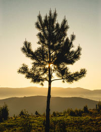 Silhouette tree on landscape against sky during sunset