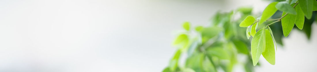 Close-up of fresh green plant against white background