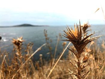 Close-up of wilted plant on field against sky