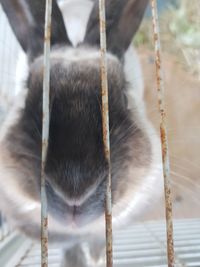 Close-up of a cat in cage