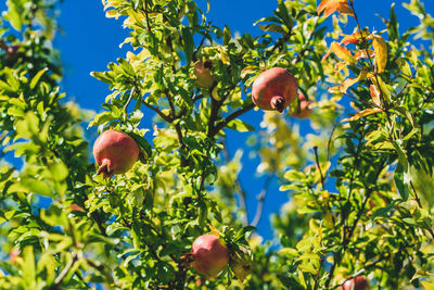 Low angle view of apples on tree