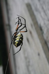 Close-up of spider