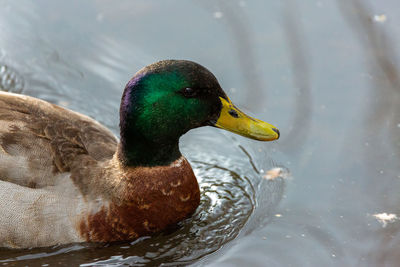 Close-up of mallard duck swimming in lake