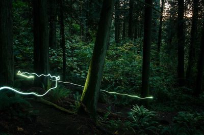 Illuminated trees in forest