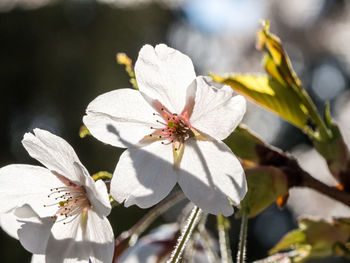 Close-up of flowers