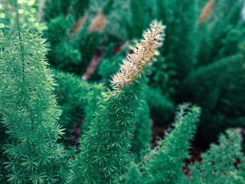 Close-up of greenery of a forest of ferns that are focused to give a natural vibe of nature 
