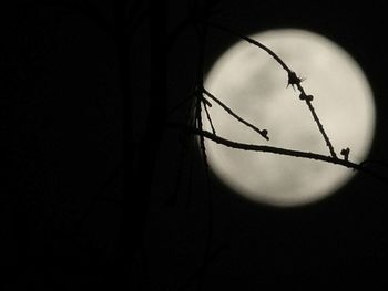 Low angle view of silhouette tree against sky at night