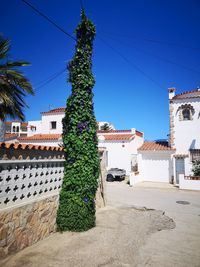 Plants growing outside building against clear blue sky