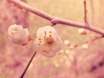 Close-up of fresh pink flower