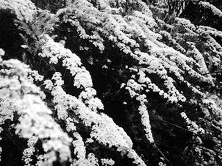 Close-up of flower tree