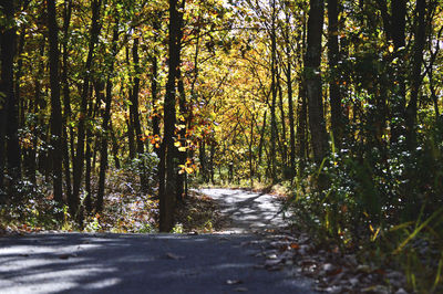 Close-up of trees growing outdoors