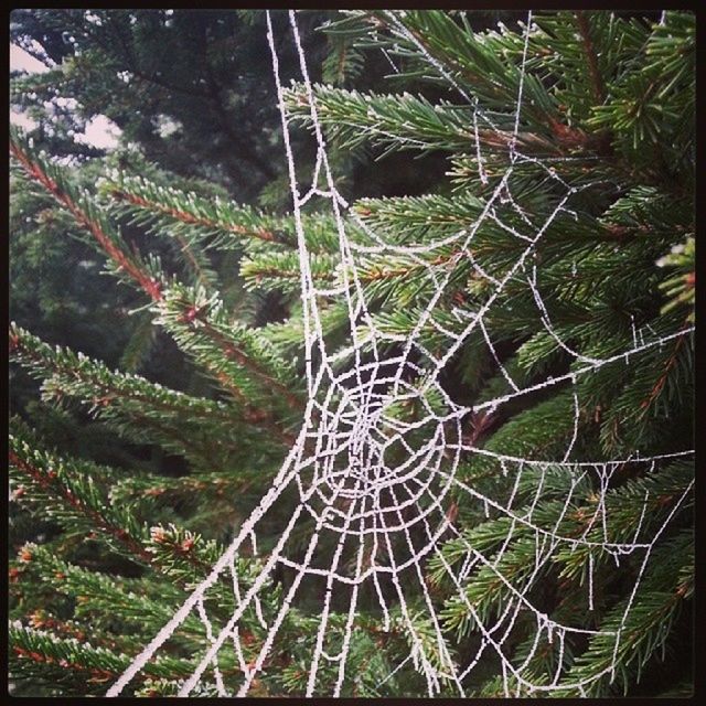 transfer print, auto post production filter, growth, plant, green color, tree, nature, spider web, fence, day, outdoors, high angle view, close-up, no people, pattern, forest, beauty in nature, metal, natural pattern, sunlight