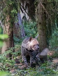 Lion in a forest