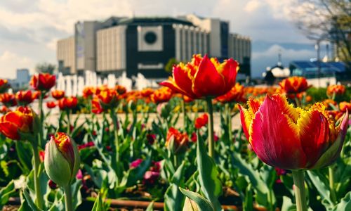 Close-up of red tulips against cloudy sky