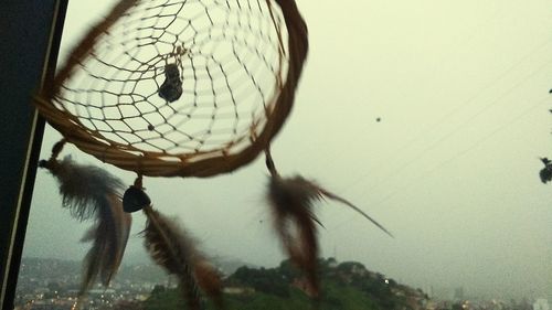 Close-up of insect