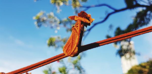 Low angle view of plant against blue sky