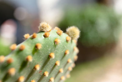 Close-up of cactus