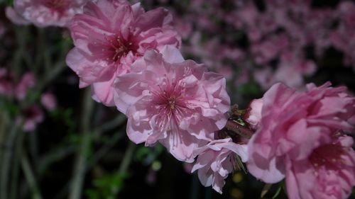 Close-up of pink flowers