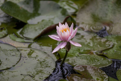 Lotus water lily in lake