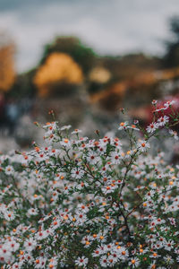 White flowers