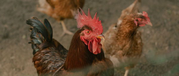 Close-up of rooster