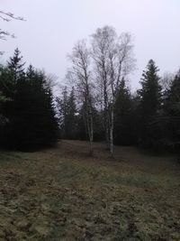 Trees against sky