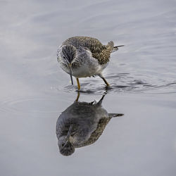 Seagull perching on a lake