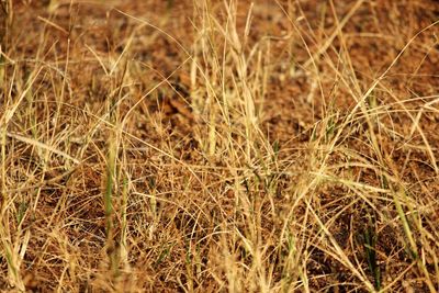 Full frame shot of crops on field