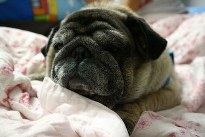 Close-up of dog sleeping on bed at home