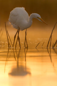 Close-up of birds on lake during sunset