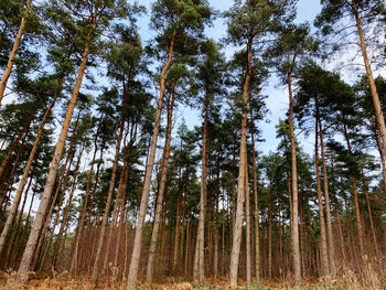 Low angle view of bamboo trees in forest