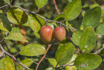 Close-up of apples on tree