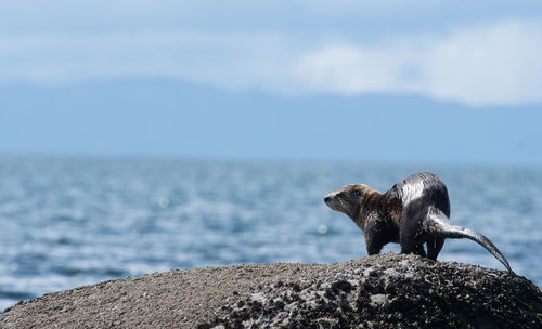 Close-up of otter on rock by sea against sky