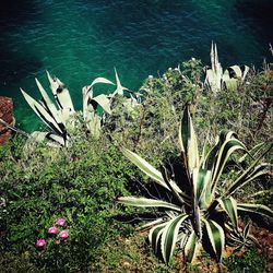 High angle view of flowering plants by sea